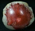 Million Year Old Polished Red Horn Coral - Utah #14858-1